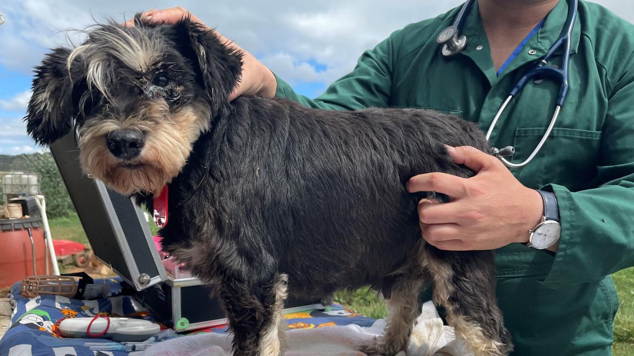 Almost 80 dogs seized from alleged puppy farm in Central West