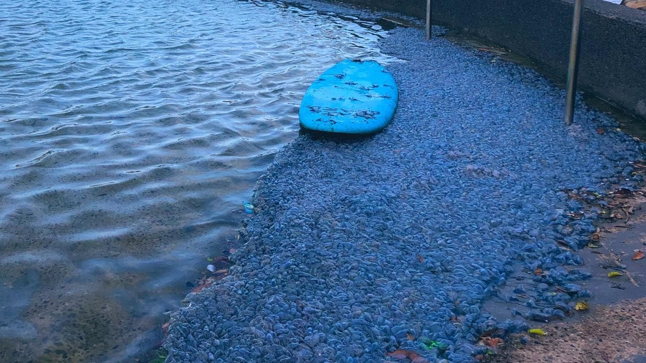 Bluebottle nightmares for kids