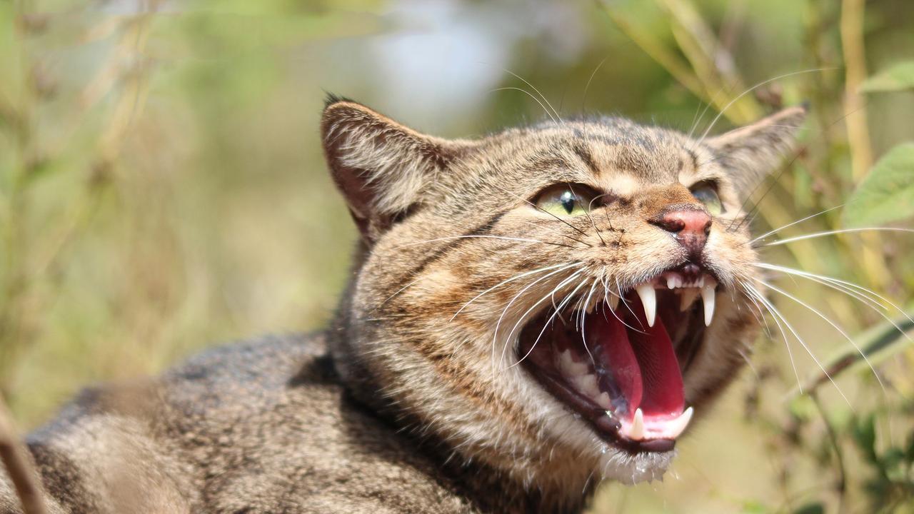 Calls for night-time cat curfew to address Australian feral cat pandemic