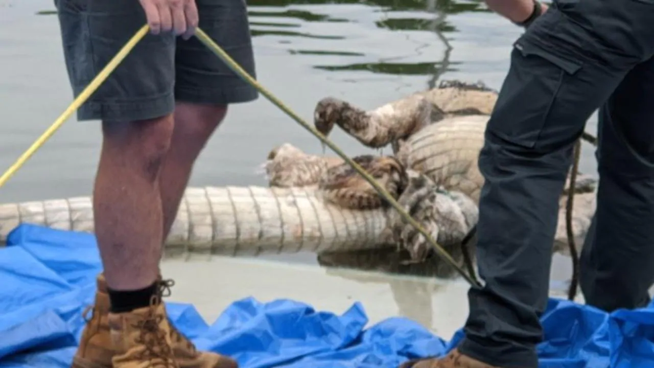 Crocodile found dead in Port Douglas believed to have drowned in ropes