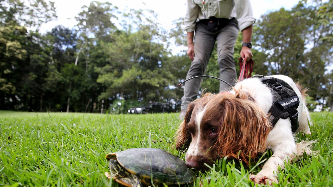 Detector dogs trained to eradicate invasive red-eared slider turtles in New South Wales