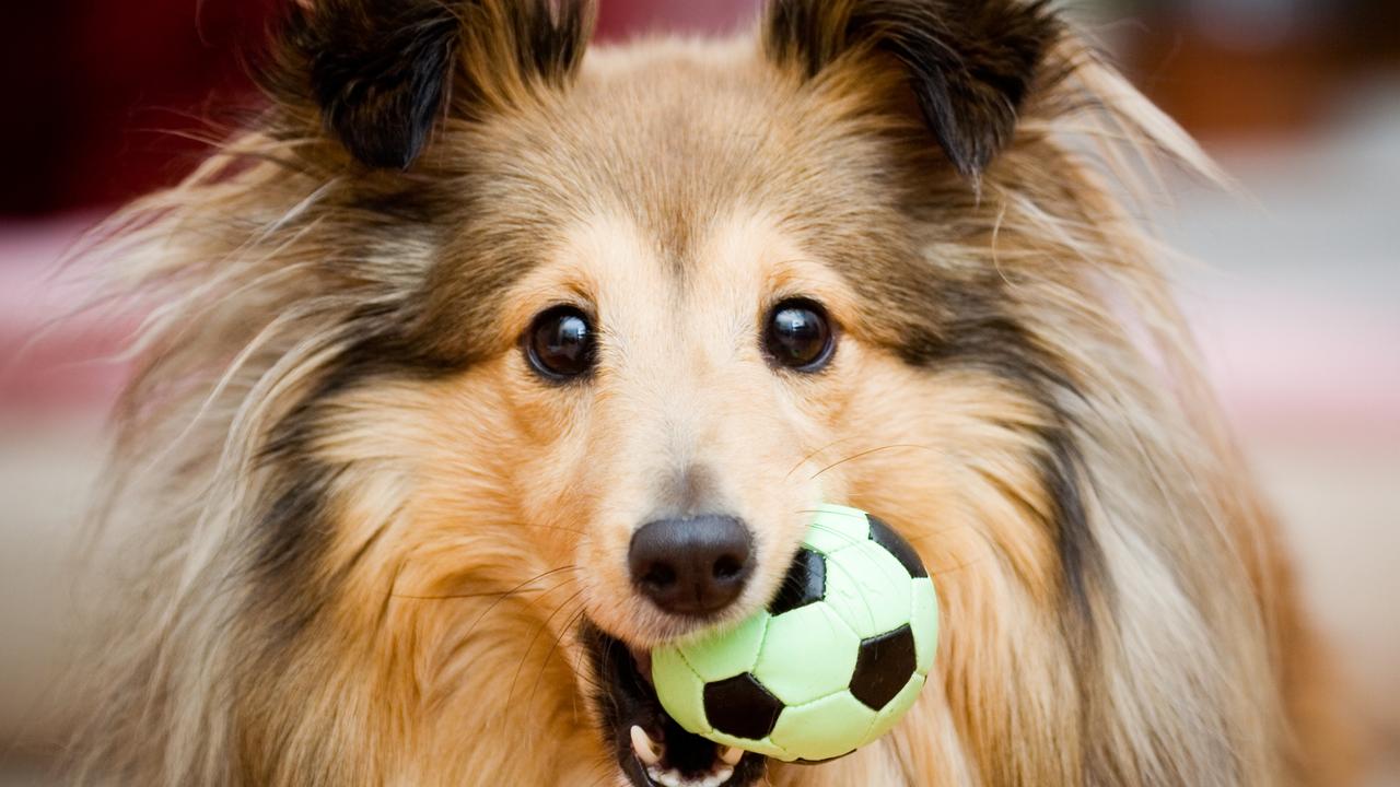 Dogs breed prone to stomach issues