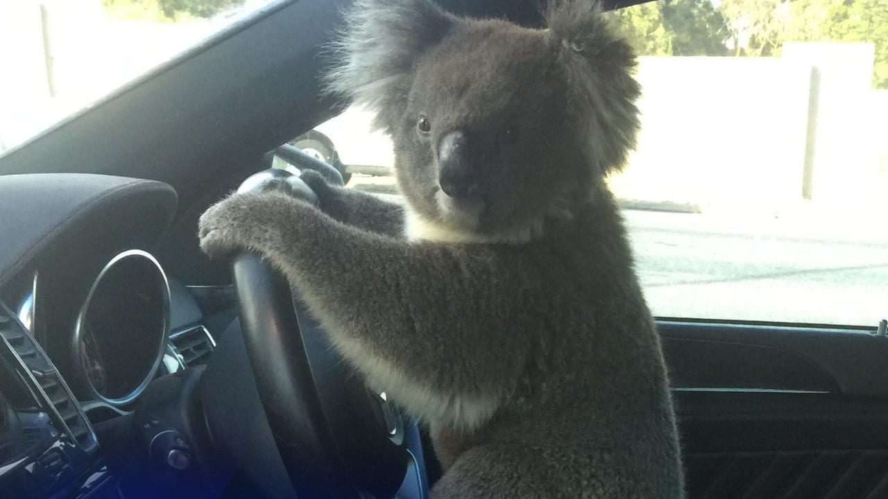 Driver who stopped to help koala causes six-car cash on South Eastern Freeway