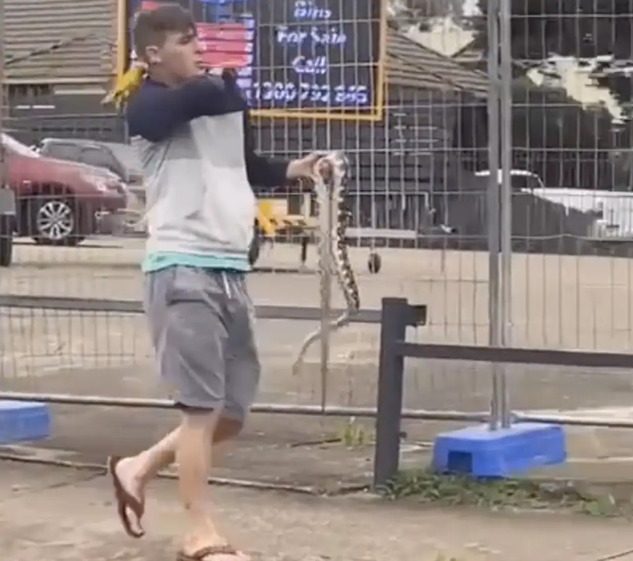 Footage of Australian bloke carrying snake through suburbia goes viral