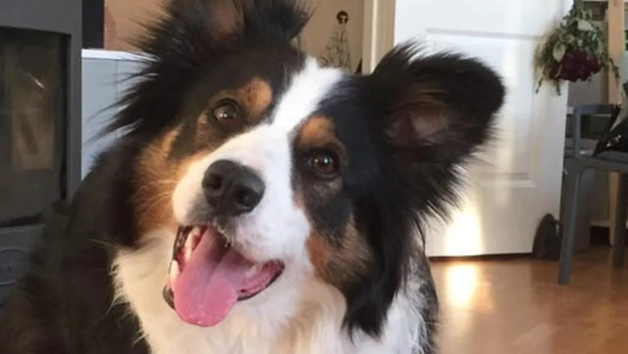 Is your dog a genius? How to test how smart they are