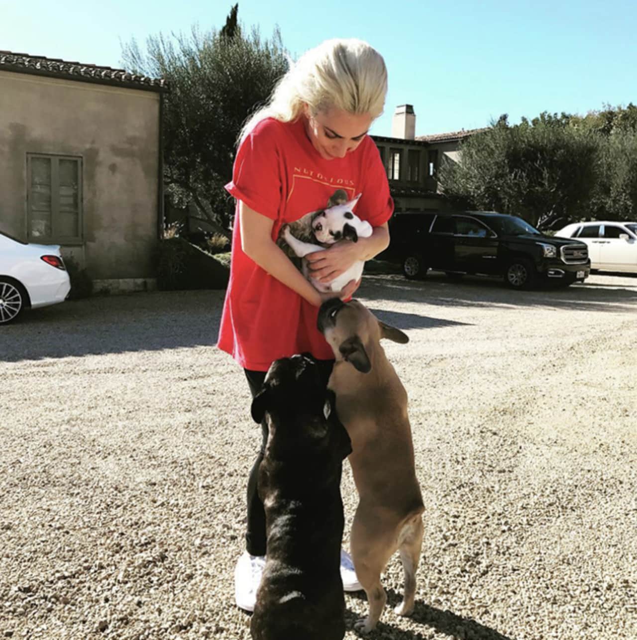 Lady Gaga’s stolen dogs found tied to pole, dad wants thieves charged with attempted murder, assault