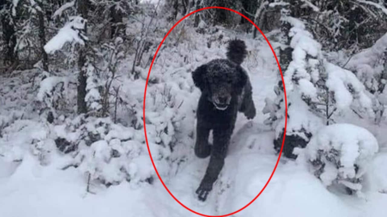 Man or dog optical illusion can reveal whether you are anxious or calm