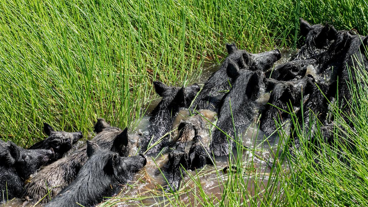 Microsoft AI used to save turtle nests from feral pigs in Cape York, Qld