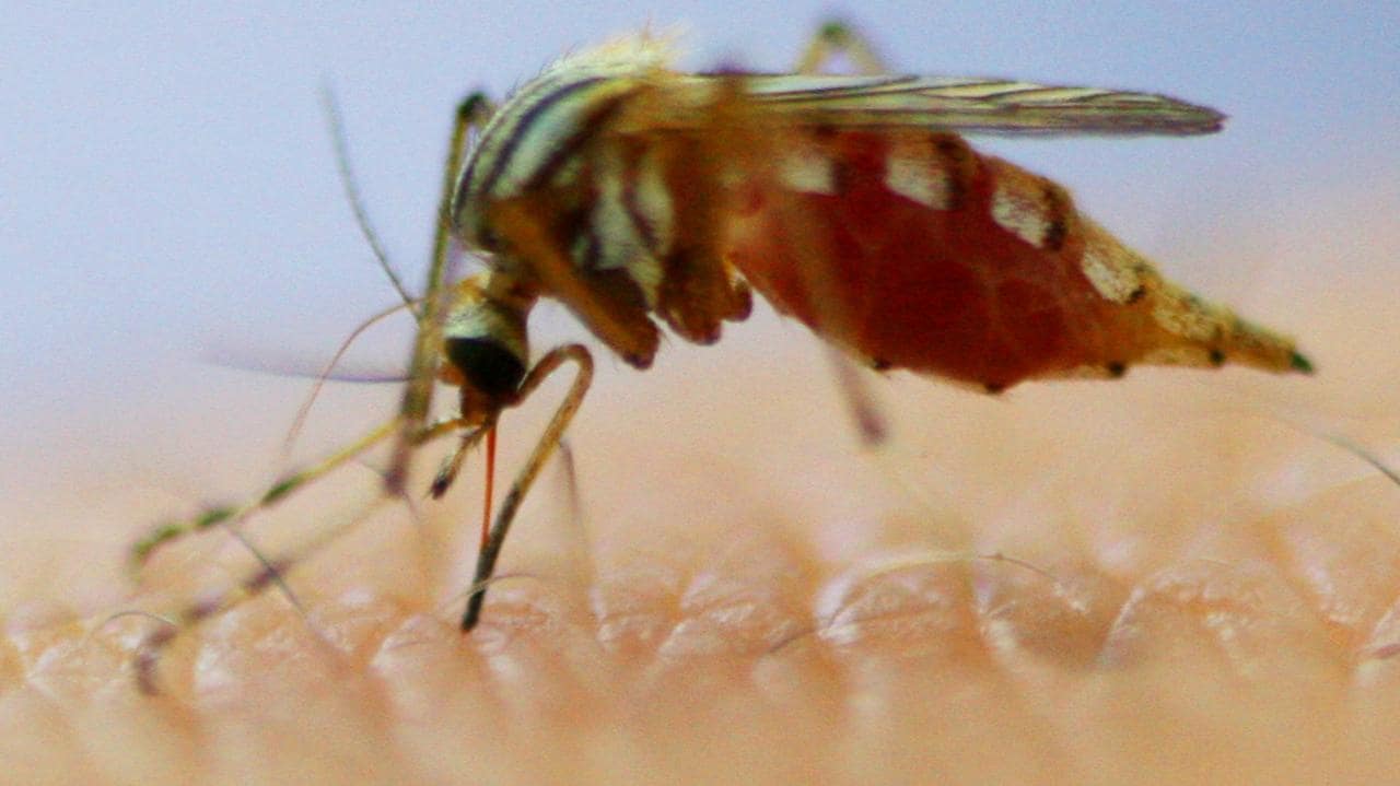 Mosquito virus alert for Victoria after rise in summer cases