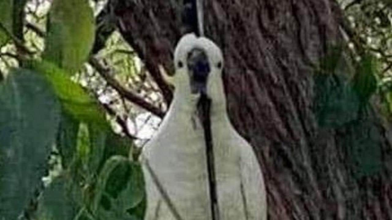Photo shows injured cockatoo with arrow through its head