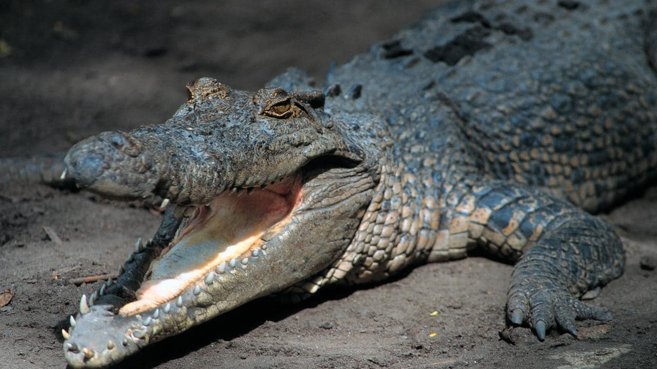 Queensland police searching for missing fisherman say human remains found inside crocodile