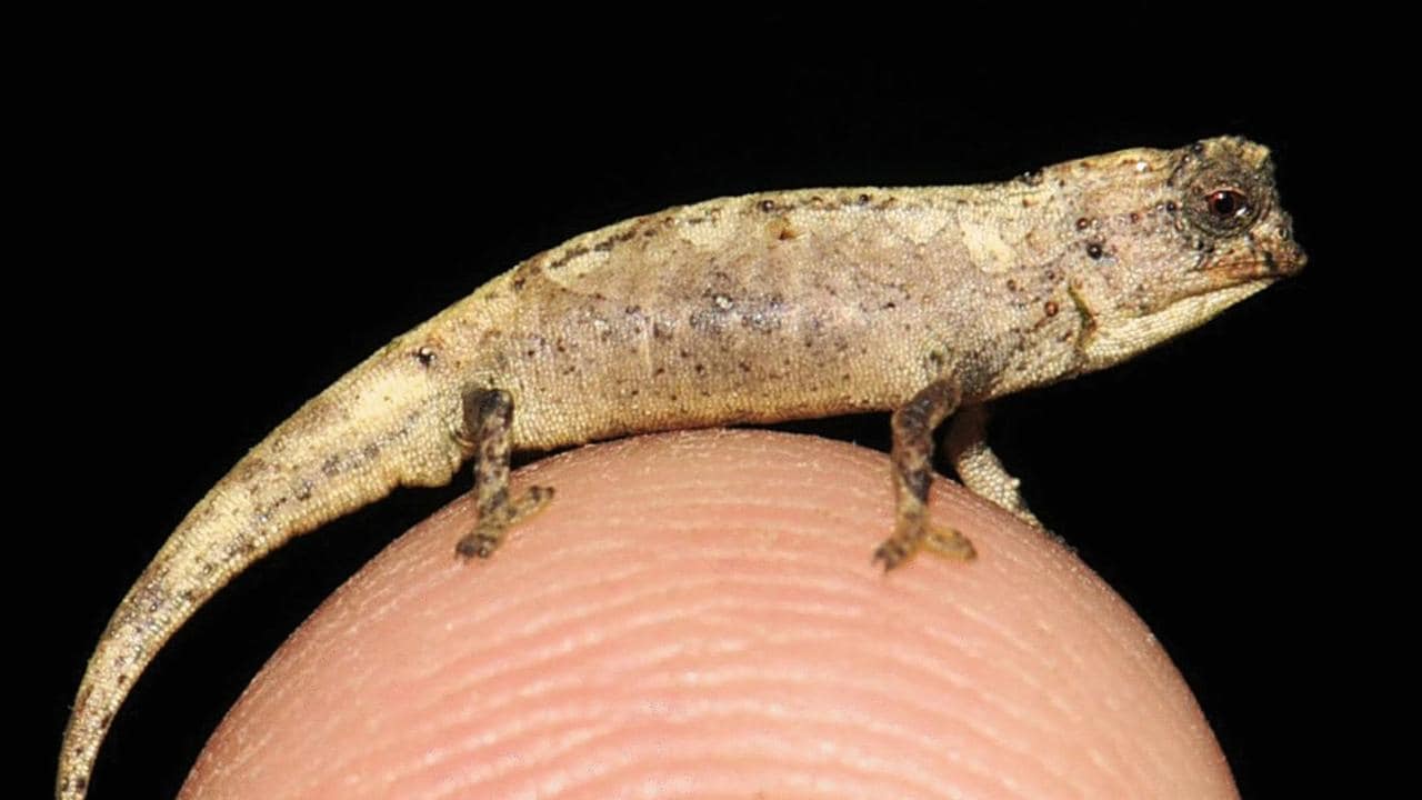 Tiny chameleon Brookesia nana may be the smallest reptile on Earth