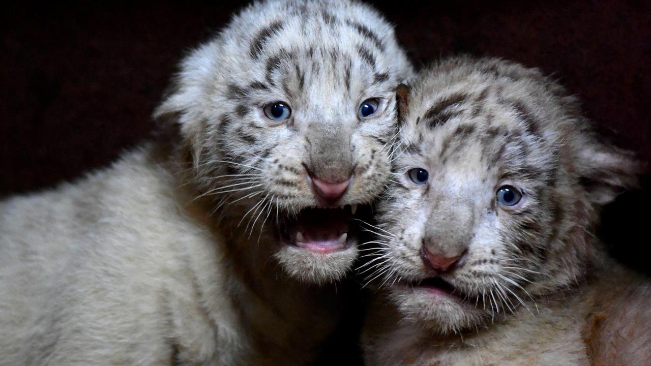 Two rare white tiger cubs in Pakistan zoo die of COVID-19