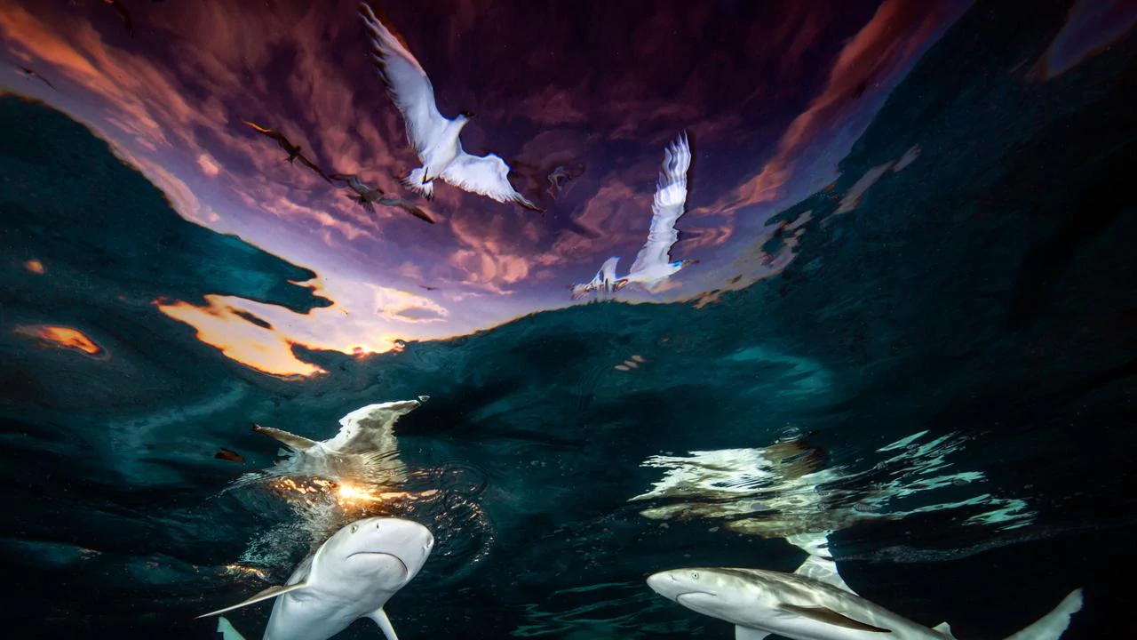 Underwater photographer of the Year 2021 winner photos revealed