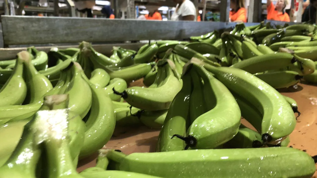 Cyclone Niran hits growers, ABGC