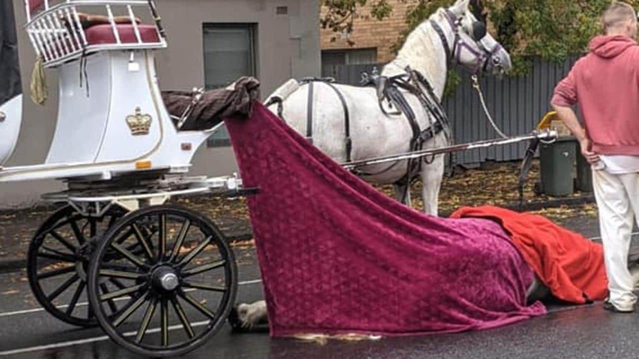 Dead carriage horse photo prompts protest outside City of Melbourne