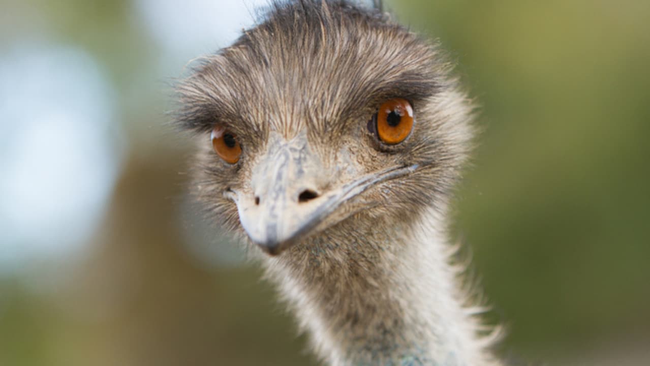 From inventing Wi-Fi to the ginger nut recipe