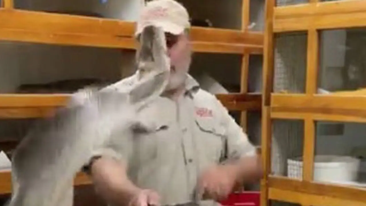 Giant python attacks zookeeper while trying to protect her eggs