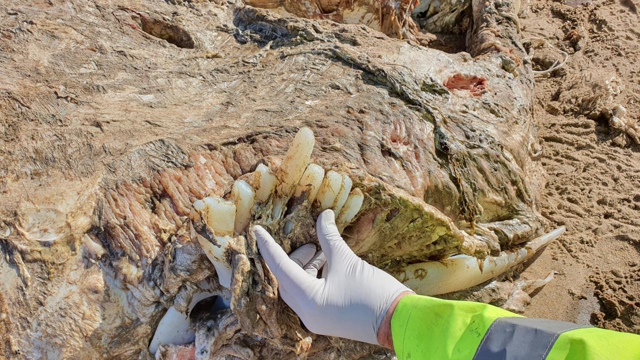 Mystery creature discovered on Welsh beach likely a basking shark