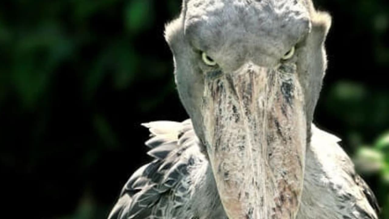 Photos of critically endangered shoebill stork terrifies Facebook
