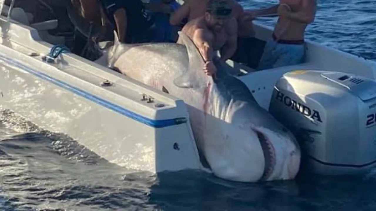 Tiger shark caught by Sydney fisherman on boat near Botany Bay