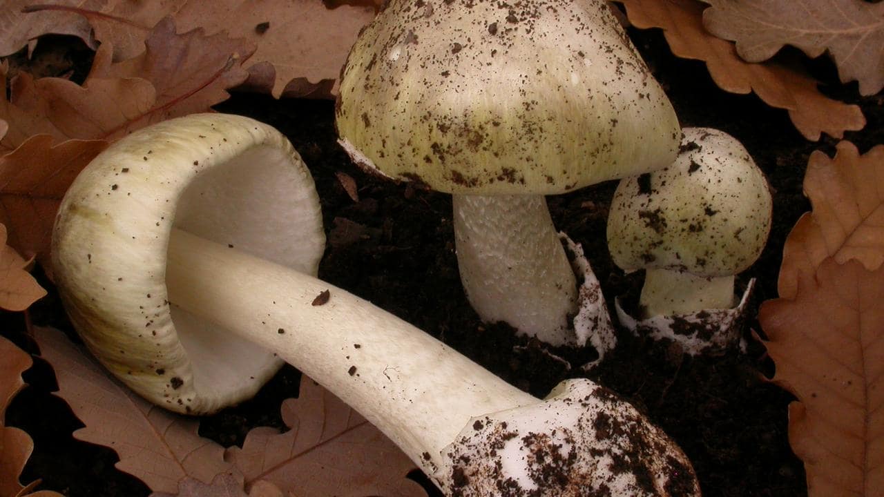 Victorian health department issues urgent warning