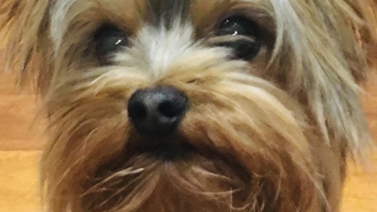 Yorkshire terrier returns to Nashville home after 13 years