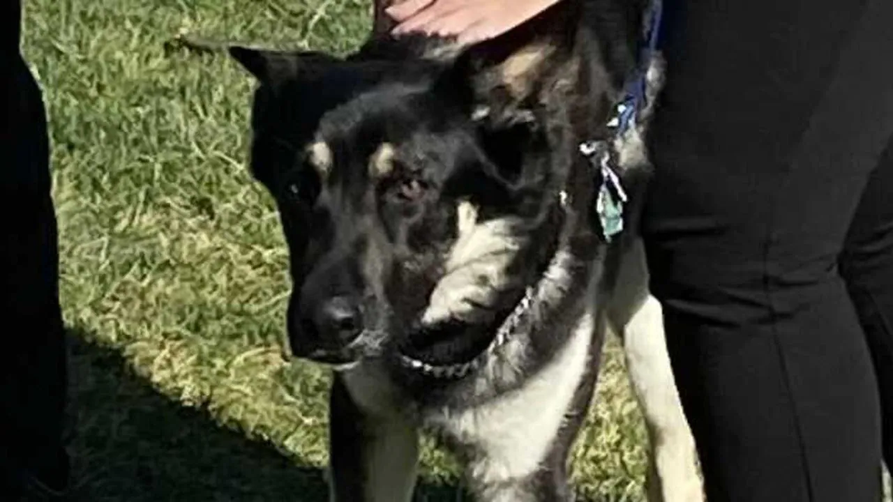 Joe Biden’s dog Major ‘nipped’ employee at White House