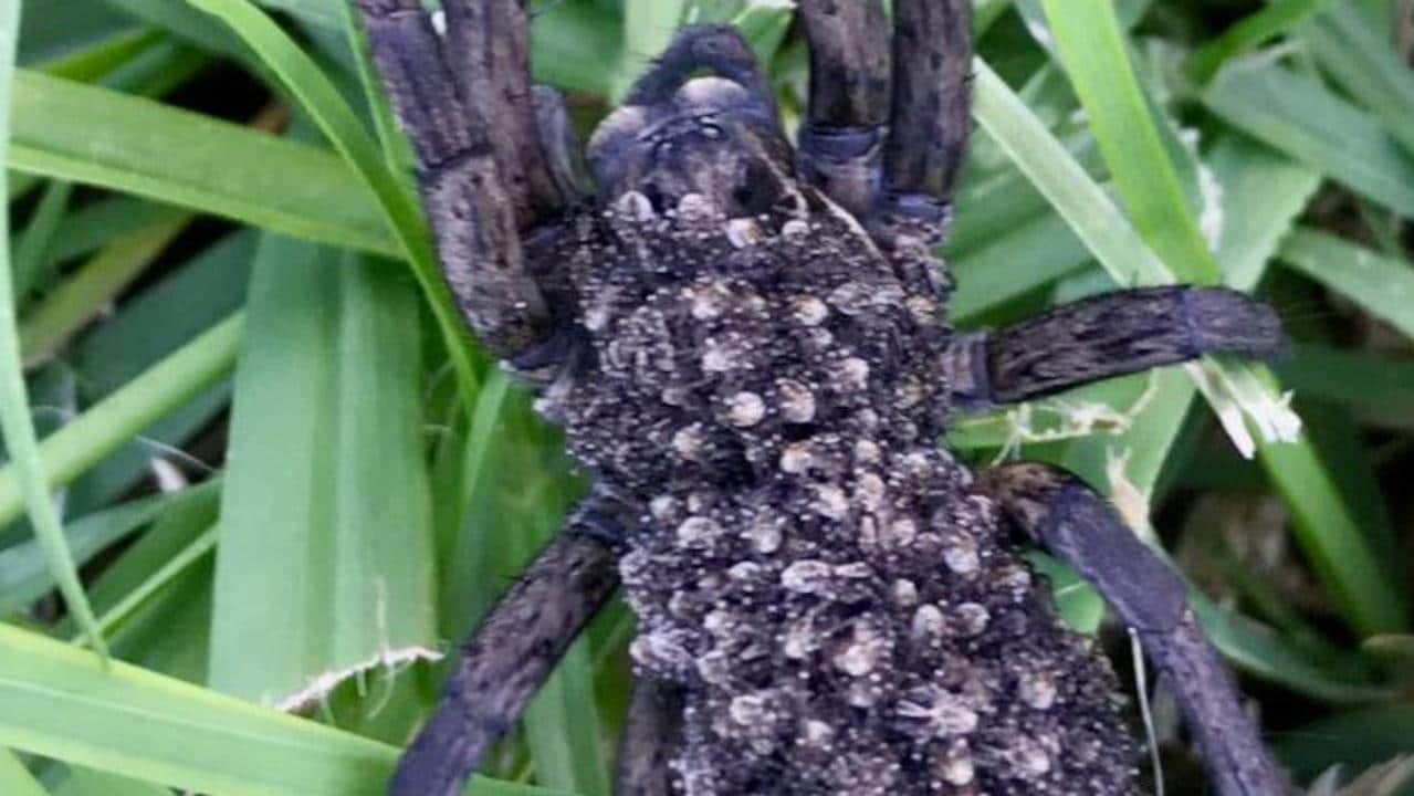 NSW woman discovers wolf spider in her garden with hundreds of babies on its back